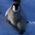 Penguins Being Penguins