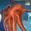 Sneaky Octopus