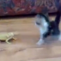 Scared Kitten goes crazy!