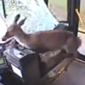 Deer crashes into bus in Johnstown
