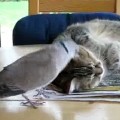 Annoying bird and the cat