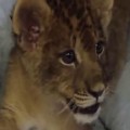 Lion Cub Gives His Best Roar