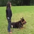 German shepherd guard dog