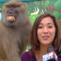Thumb for Baboon Gets Handsy During Reporter's Live Shot