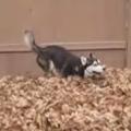 Funny siberian husky 
