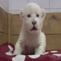 Cute white lion