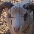 Sheep with a crazy voice