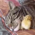 Chick Sleeps Under Cats Chin