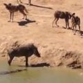 Warthog Stuck Between Wild Dogs and Crocodile