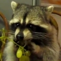Raccoon eating grapes