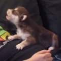 20 days old puppy howling
