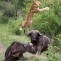 Buffalo Launches Lion Into The Air