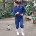 Penguin Chasing After Zookeeper 