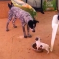 Tiny dog vs big dog