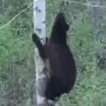 Black Bear Fails Climbing Across Rope