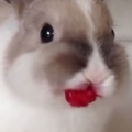 Thumb for Bunny Eating Raspberries!
