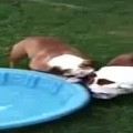 Dog vs pool