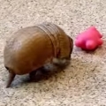 Armadillo Playing Is The Cutest
