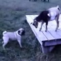 Baby Goat Shows Rowdy Pug Who's Boss