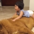 Little Girl Plays With Giant Tibetan Mastiff