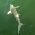 Giant Fish Eating a Shark