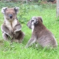 Thumb for Koalas fighting