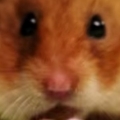 Tiny Hamster vs Kobayashi 