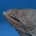 Thumb for Valerie Taylor Befriends a Spotted Moray Eel