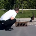 Helping Baby Ducklings out of a Storm Drain
