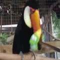 Toucan Plays With His New Squeaky Toy