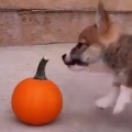 Corgi Puppy - Pumpkin Playtime