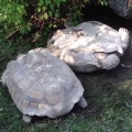 Turtle getting help from a friend