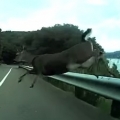 Thumb for Bicyclist Crashes Into Deer While Speeding Downhill