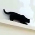 Pigeon Outsmarts Sneaky Cat