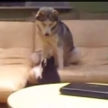 Husky Dog Plays With Adorable Puppies