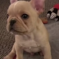 Thumb for French Bulldog Puppy Shows Off His Dog Tricks