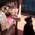 Video Proof Cats Can Be Jerks