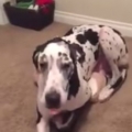 Great Dane Too Big for Bed