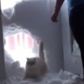 Snowplow Cat Coming Through