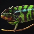 Thumb for How Do Chameleons Change Color?