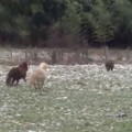 Ponies Chase Wild Boar After It Charges Woman