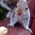 This squirrel has some serious trust issues