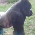 Gorilla Charges And Cracks Safety Glass