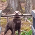 Smart Dog Figures Out How To Carry Big Stick