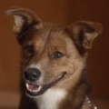 Thumb for Faithful Dog Stars In Touching Organ Donor Commercial 