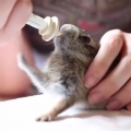 Little Bunny Rabbit Is Adorably Excited For Milk