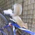 Never trust a squirrel