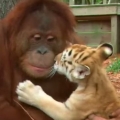 Thumb for Orangutans are great moms to tiger cubs