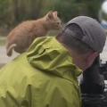 Stray Kitten Befriends Photographer