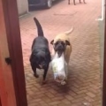 Awesome dog helps carry shopping bags from the car
